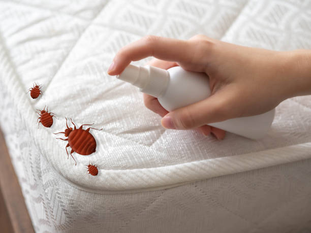 Best Insect Control  in Aquebogue, NY