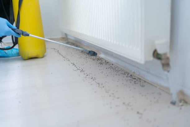 Best Pest Control Near Me  in Aquebogue, NY