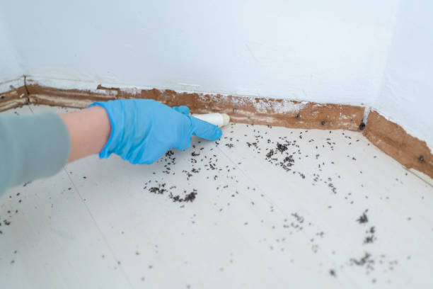 Professional Pest Control in Aquebogue, NY